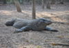 2 Tricks to Having a Remarkable Visit to Komodo Island 2 Tricks to Having a Remarkable Visit to Komodo Island