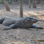 2 Tricks to Having a Remarkable Visit to Komodo Island