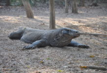 2 Tricks to Having a Remarkable Visit to Komodo Island 2 Tricks to Having a Remarkable Visit to Komodo Island