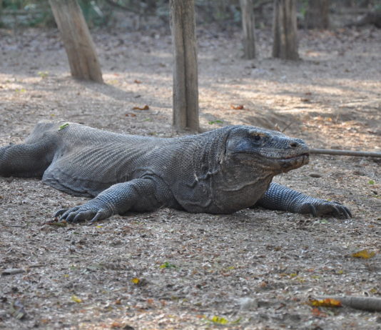 2 Tricks to Having a Remarkable Visit to Komodo Island 2 Tricks to Having a Remarkable Visit to Komodo Island
