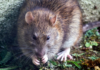 10 Common House Pests You Need To Know About 10 Common House Pests You Need To Know About