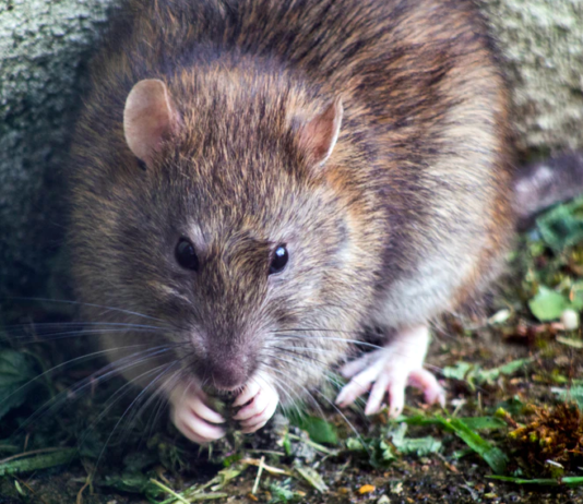 10 Common House Pests You Need To Know About 10 Common House Pests You Need To Know About